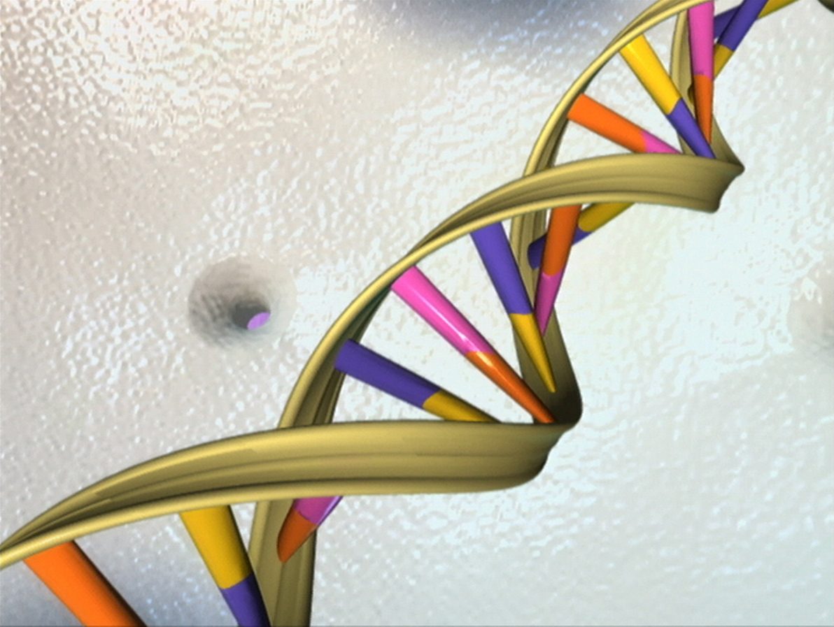 Space-filling model of the DNA double helix (NHGRI)