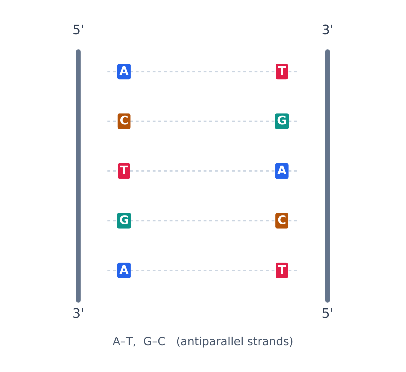 Complementary base pairing holds the two antiparallel strands of DNA together