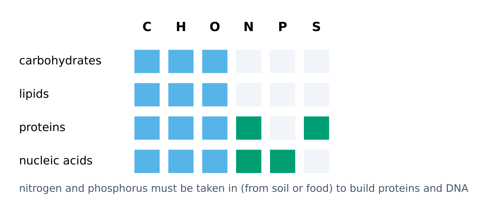 Which elements each macromolecule contains: proteins need N and S, nucleic acids N and P