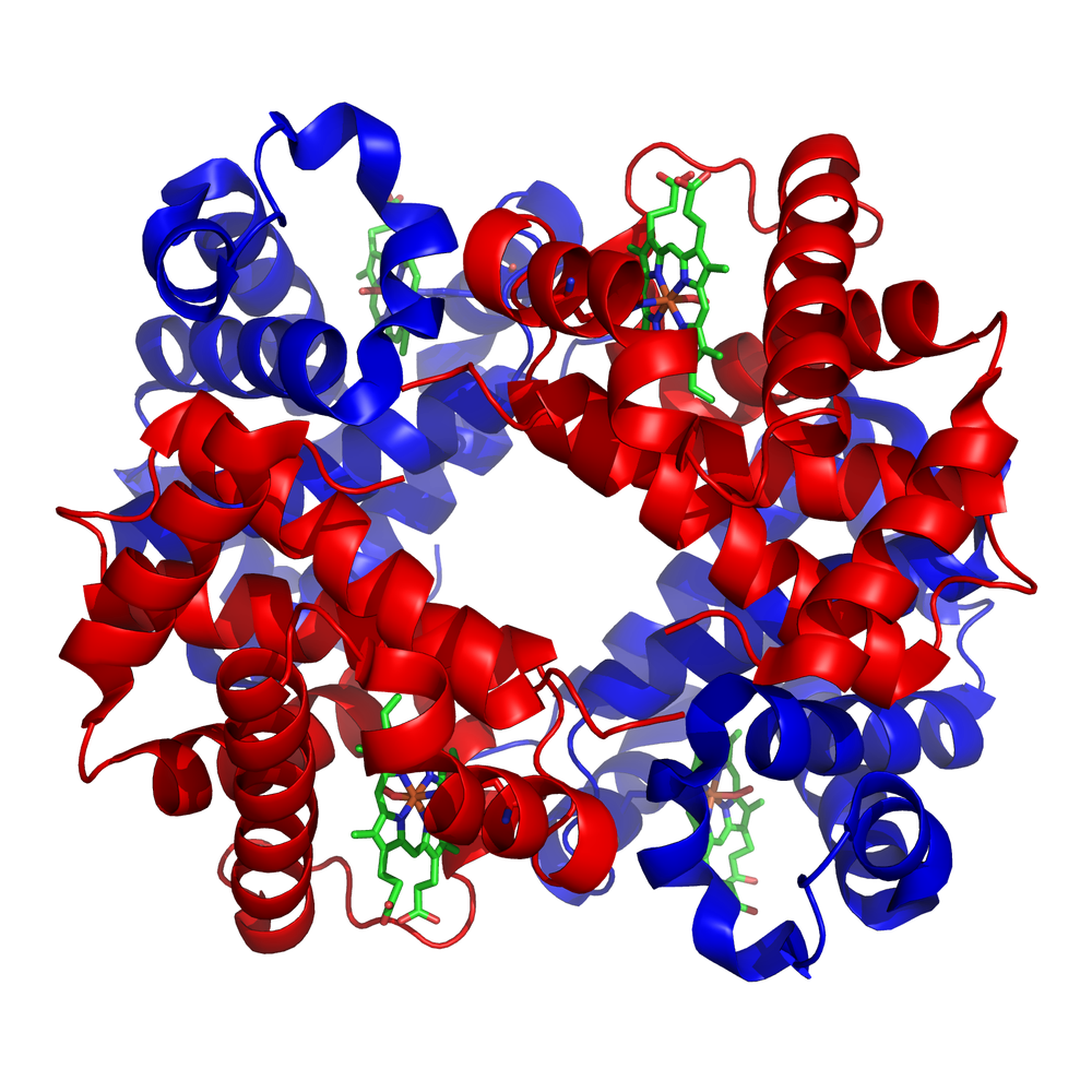 Haemoglobin quaternary structure: four folded polypeptide chains, each holding a haem group