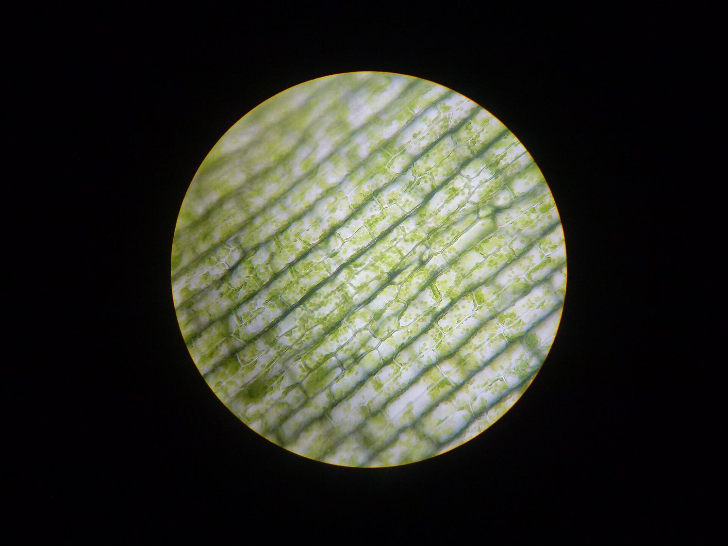 Elodea leaf cells packed with green chloroplasts (light micrograph)