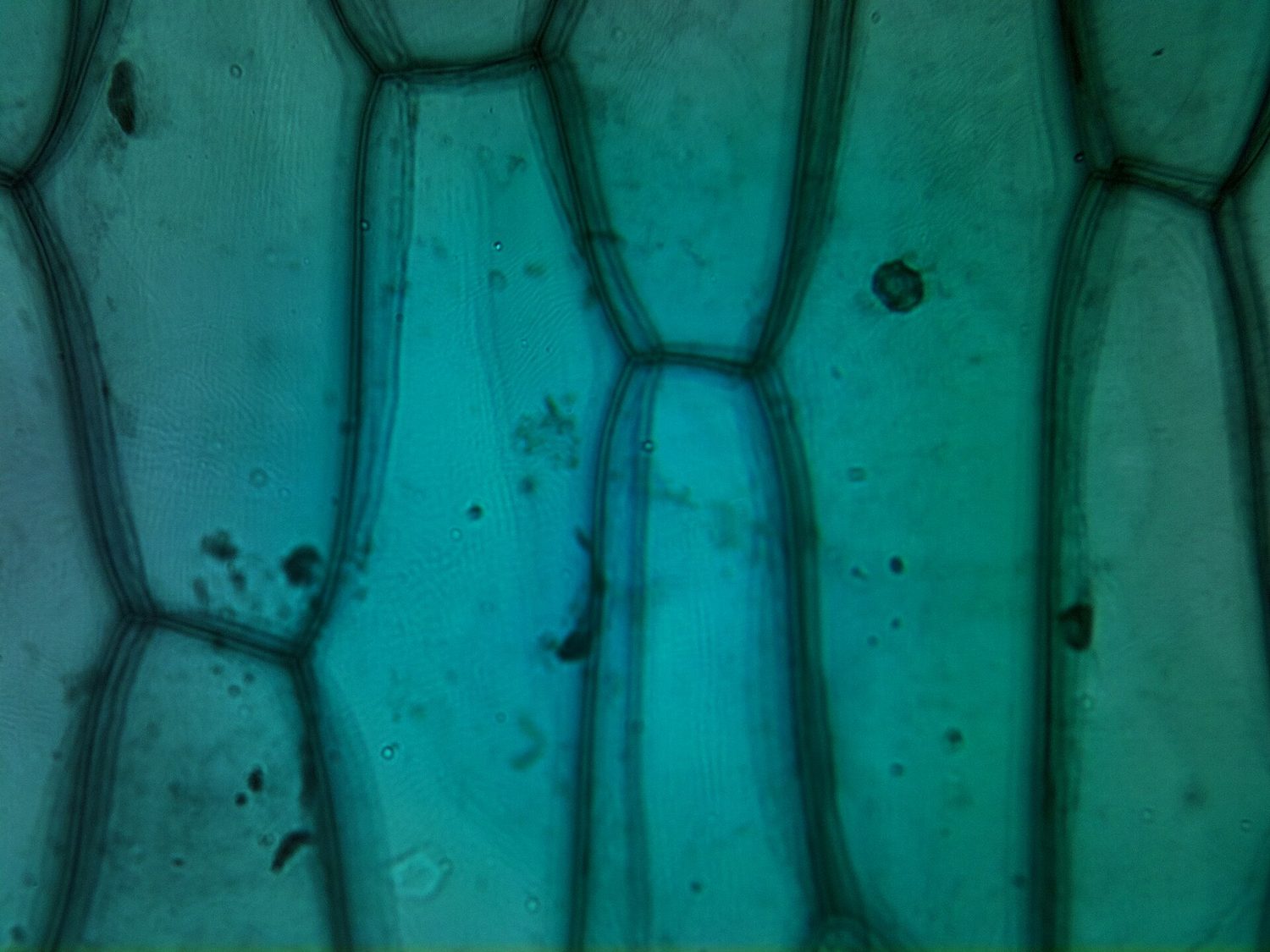 Onion epidermis cells under a light microscope — cell walls and nuclei clearly visible