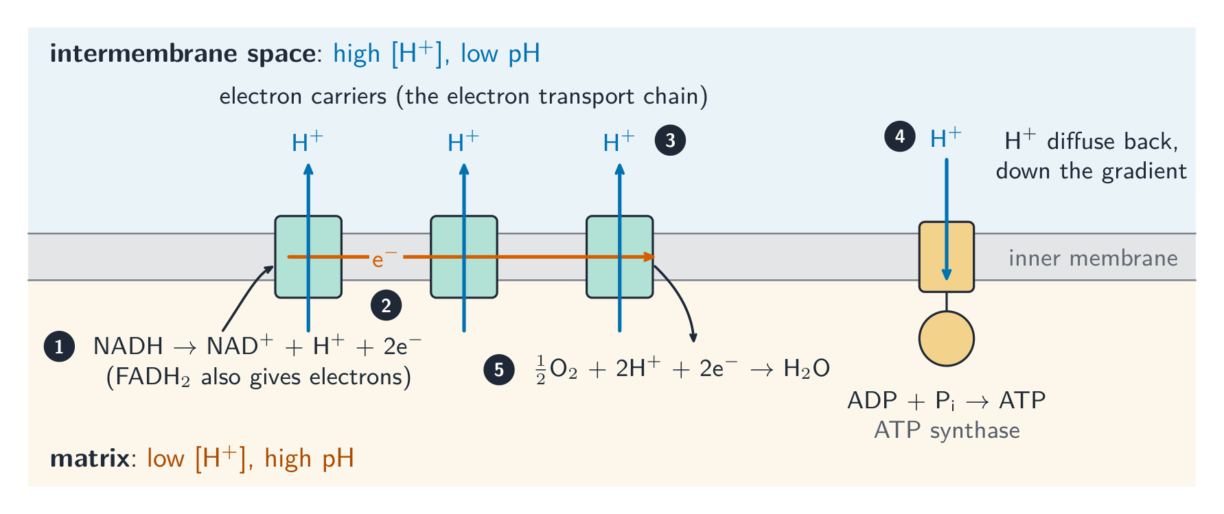 The inner mitochondrial membrane between the intermembrane space above and the matrix below. NADH gives electrons to the first carrier; electrons pass along three carriers, each pumping hydrogen ions into the intermembrane space; oxygen accepts the electrons with hydrogen ions to form water; hydrogen ions flow back into the matrix through ATP synthase, making ATP