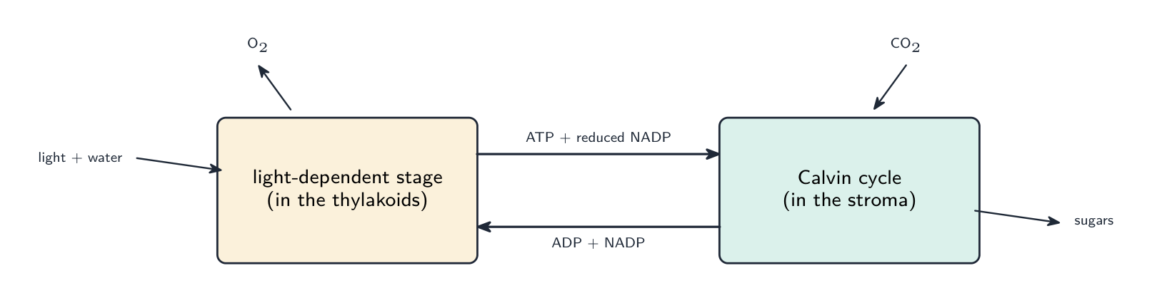 光合作用的两个阶段由 ATP 和 NADPH 联系