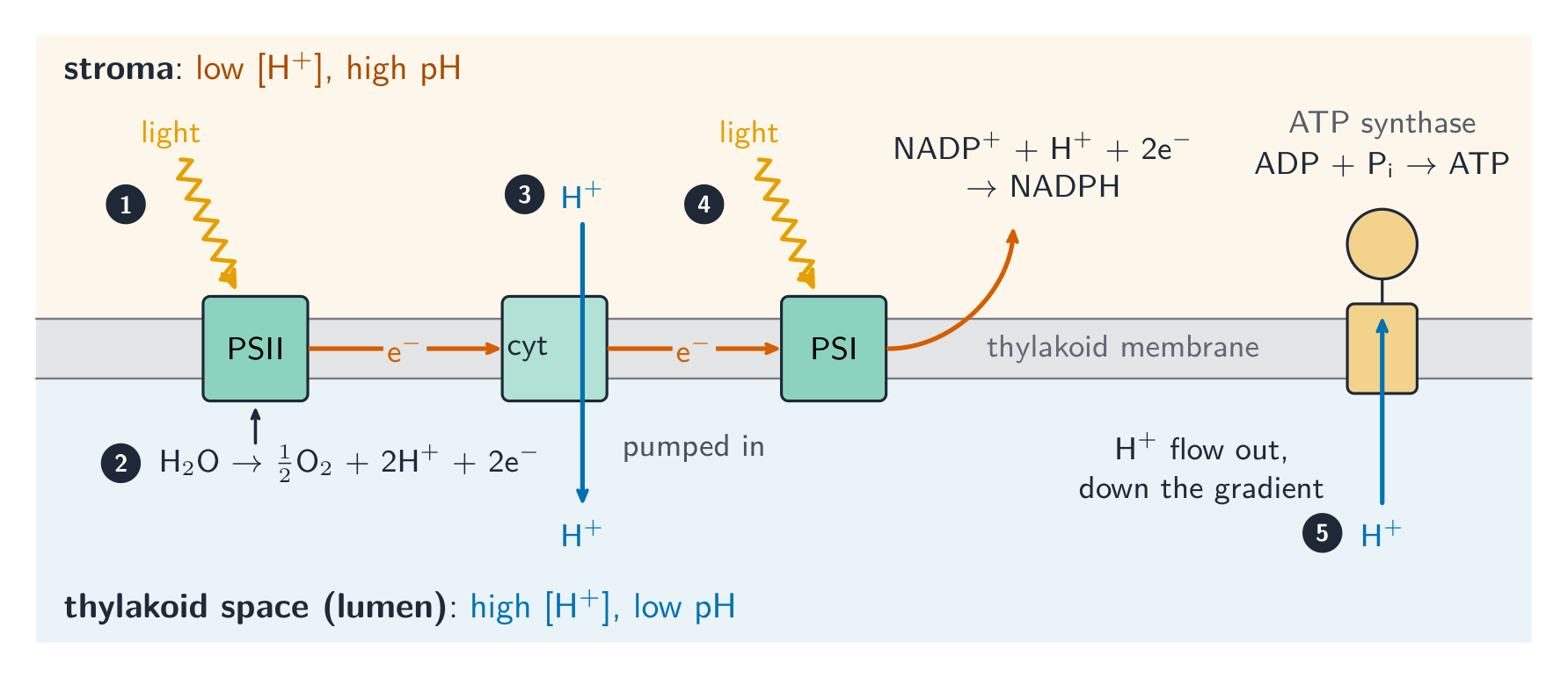 The thylakoid membrane between the stroma above and the thylakoid space below. Light excites photosystem II, which takes electrons from water split in the thylakoid space, releasing oxygen and hydrogen ions. Electrons pass to a cytochrome complex that pumps hydrogen ions into the thylakoid space, then to photosystem I, which is excited by light again and passes electrons to reduce NADP+ to NADPH in the stroma. Hydrogen ions flow back to the stroma through ATP synthase, which makes ATP