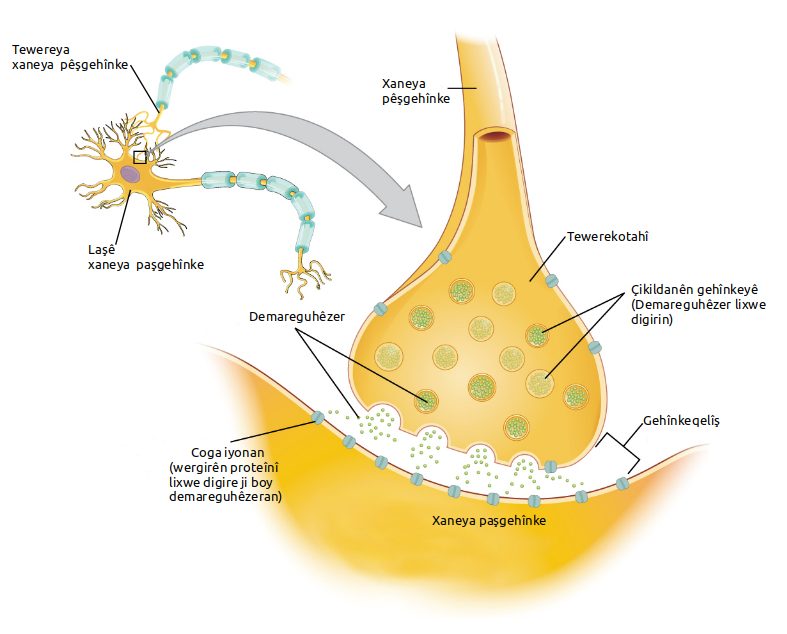 A chemical synapse: signal transduction passes a message across a gap with a ligand and receptor