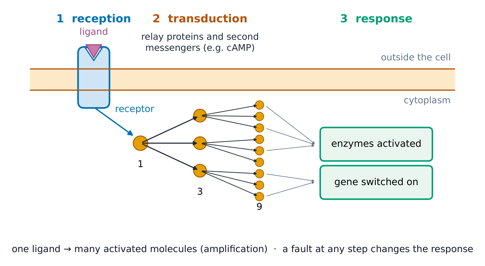 A ligand binds a receptor protein in the cell membrane (reception); inside the cell one activated relay molecule activates three, each of which activates three more (transduction, amplifying the signal); the many activated molecules switch on enzymes and a gene (response)