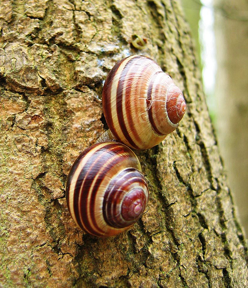 Natural variation in snail shell banding — heritable differences selection can act on