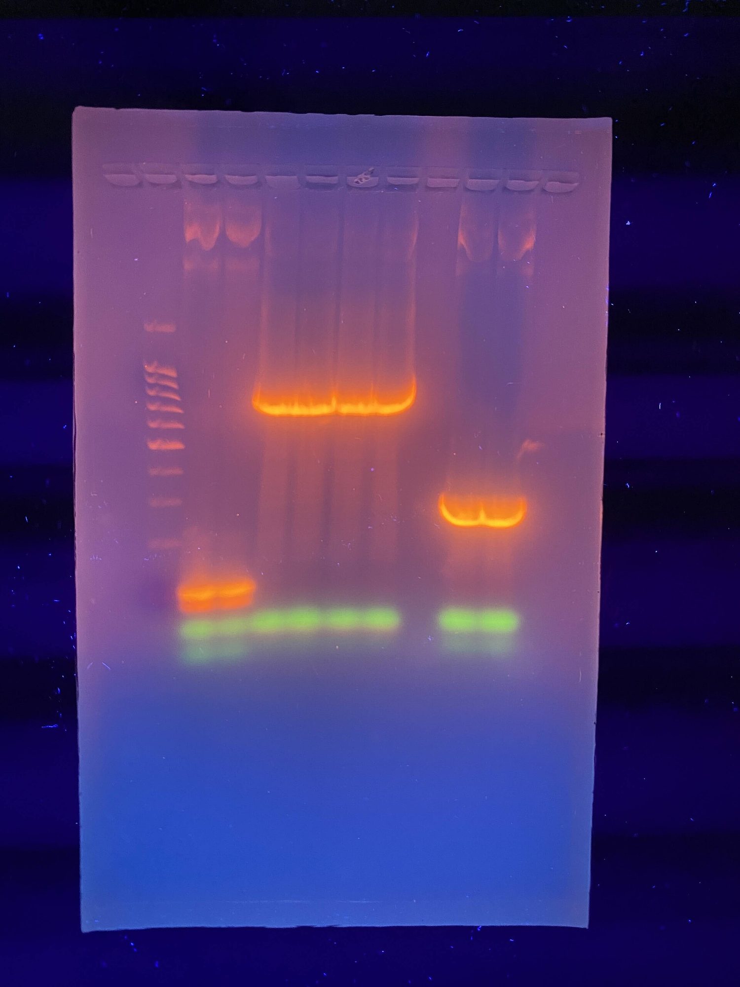 Agarose gel under UV light: DNA fragments separate by size as bright bands
