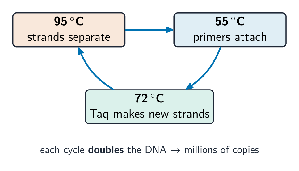 聚合酶链反应每个循环使 DNA 加倍