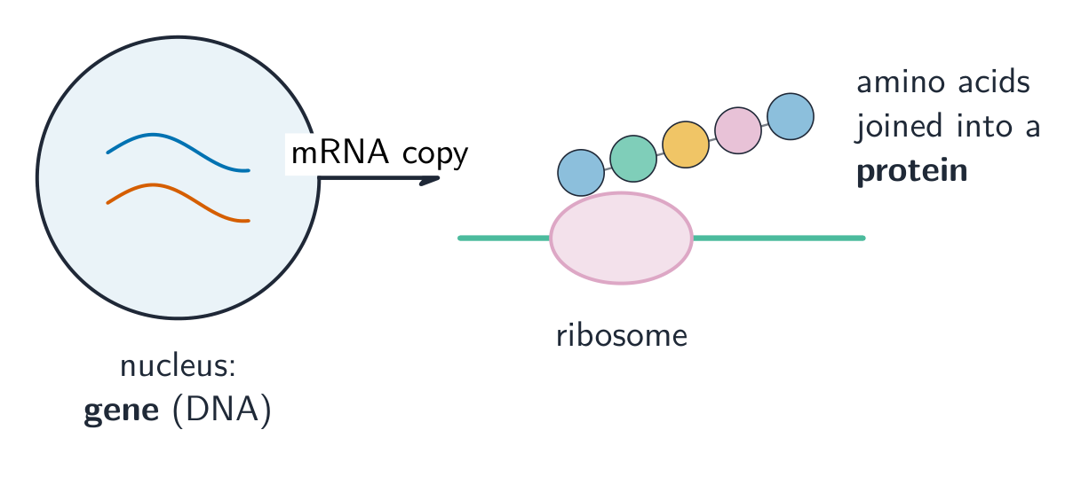 mRNA 被一个核糖体读取以从氨基酸构建一个蛋白质