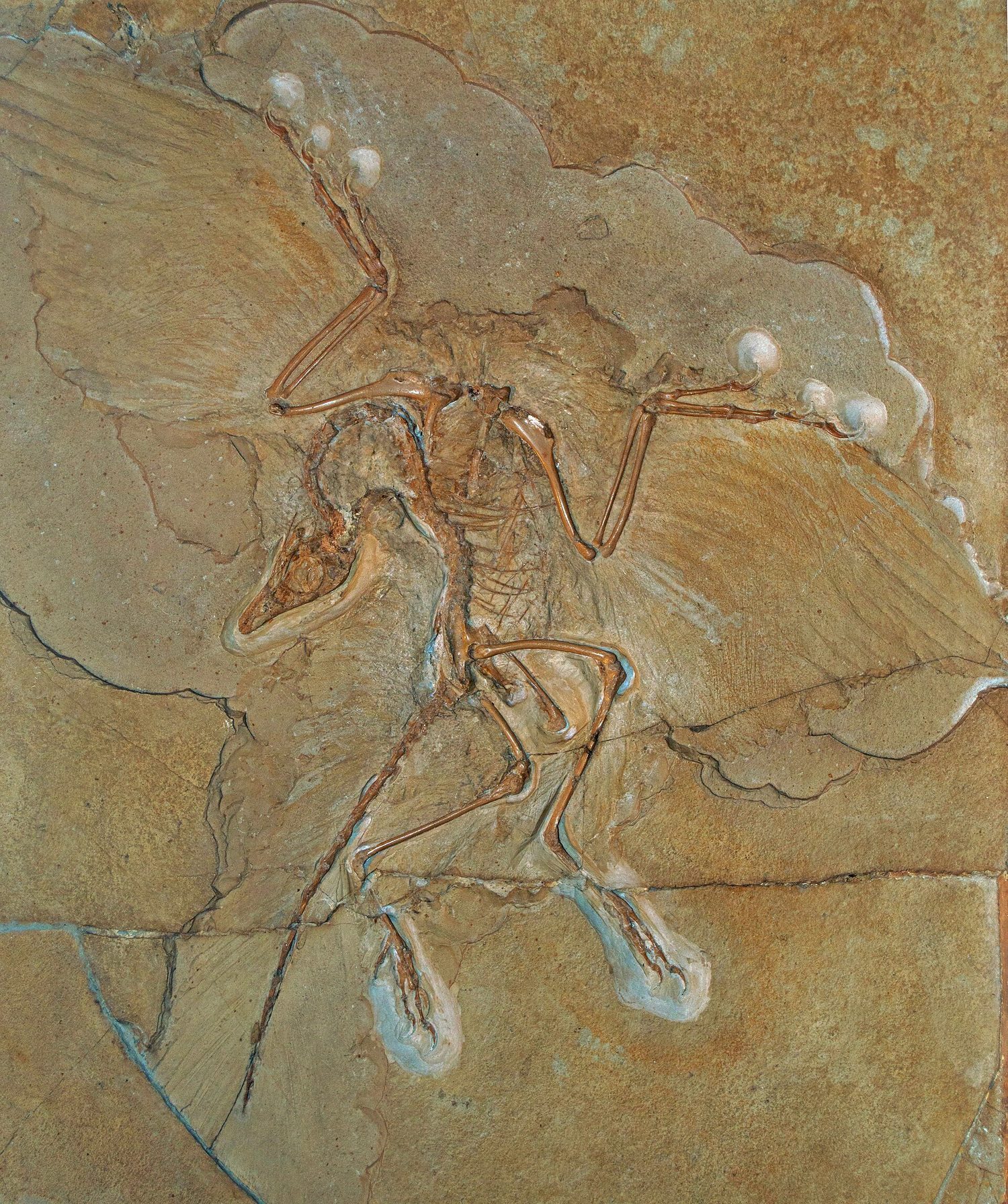 Archaeopteryx: transitional fossils link major groups and support common ancestry