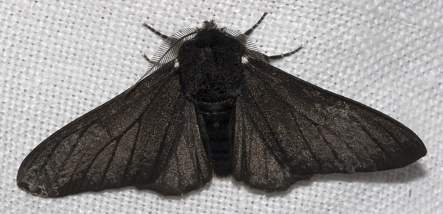 Peppered moth dark form (carbonaria) — industrial melanism is a classic natural-selection case study
