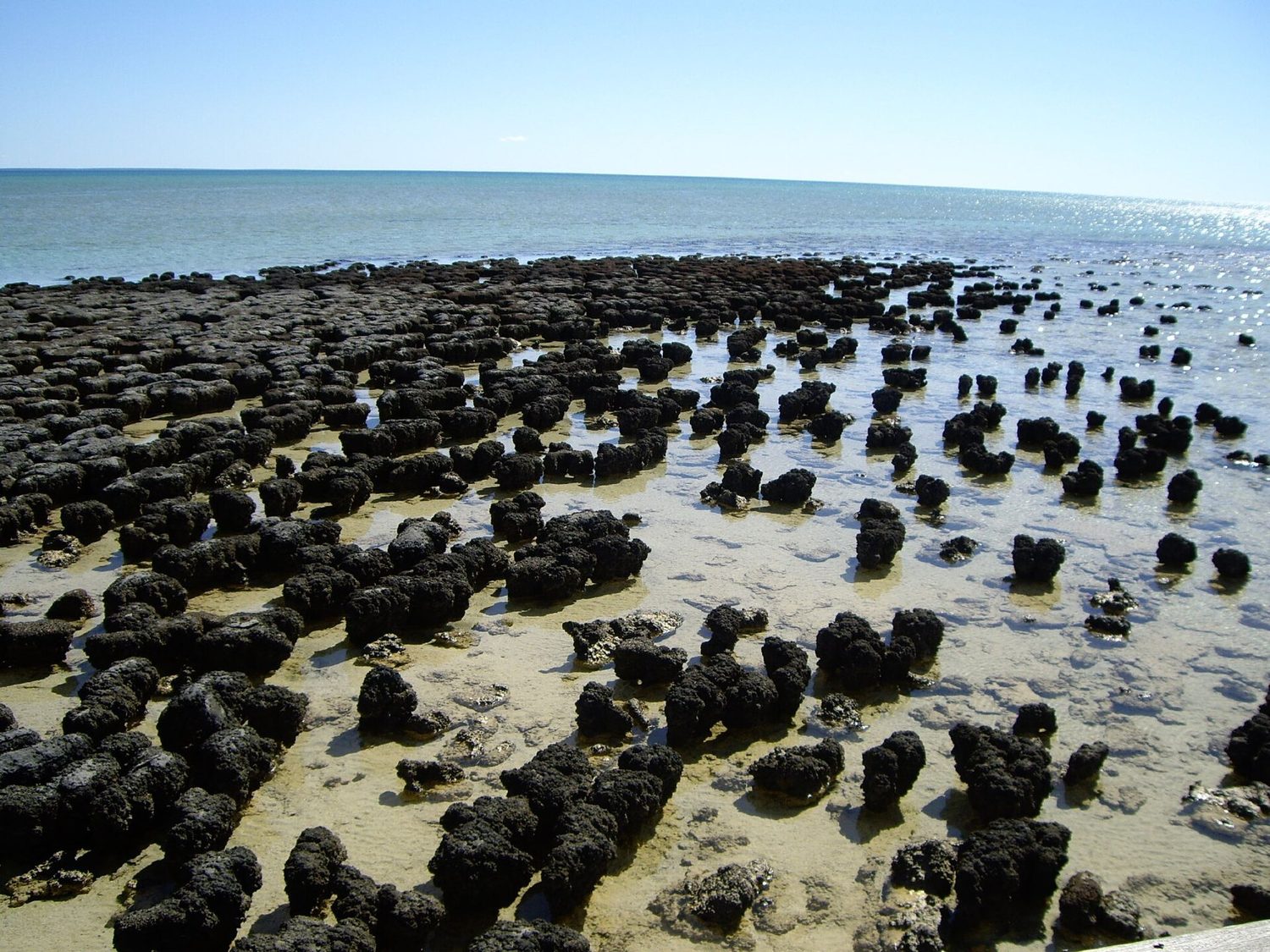 Stromatolites: layered microbial mats are among the oldest evidence of life on Earth