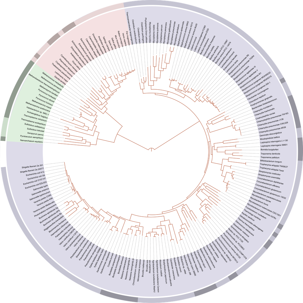 The tree of life: phylogeny groups organisms by shared ancestry from a common origin