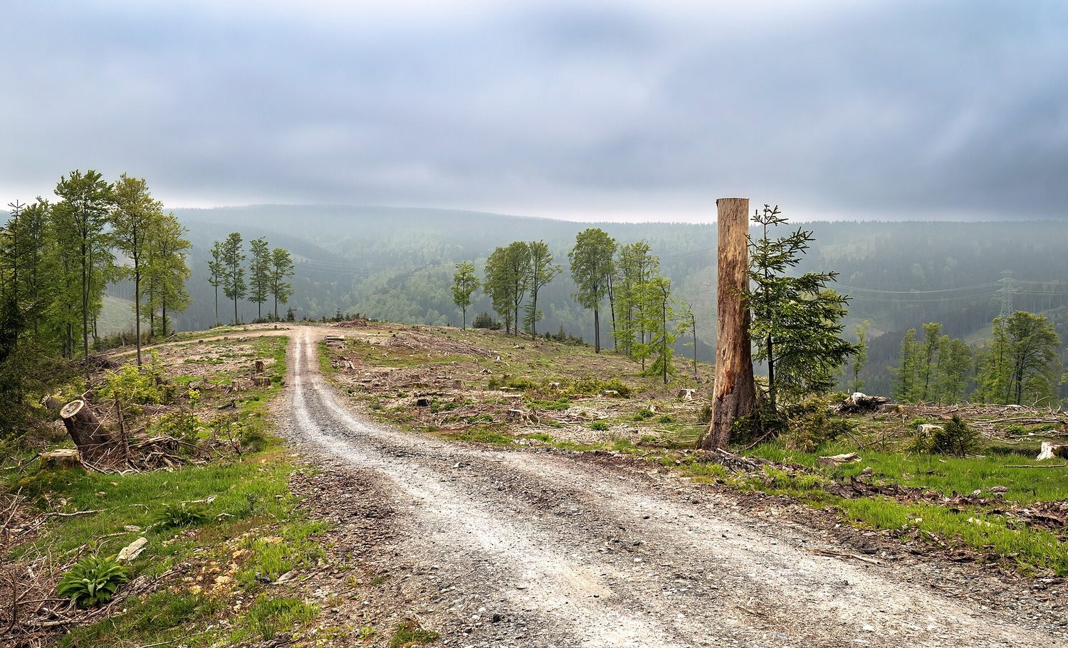 Deforested landscape — habitat loss is a major disruption to ecosystems