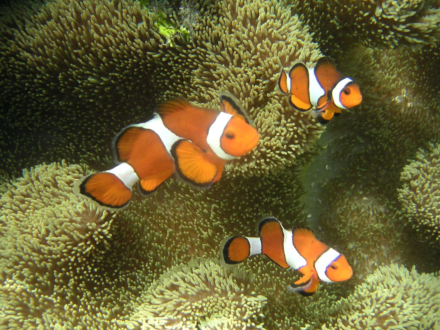 Clownfish among sea-anemone tentacles — a textbook mutualism