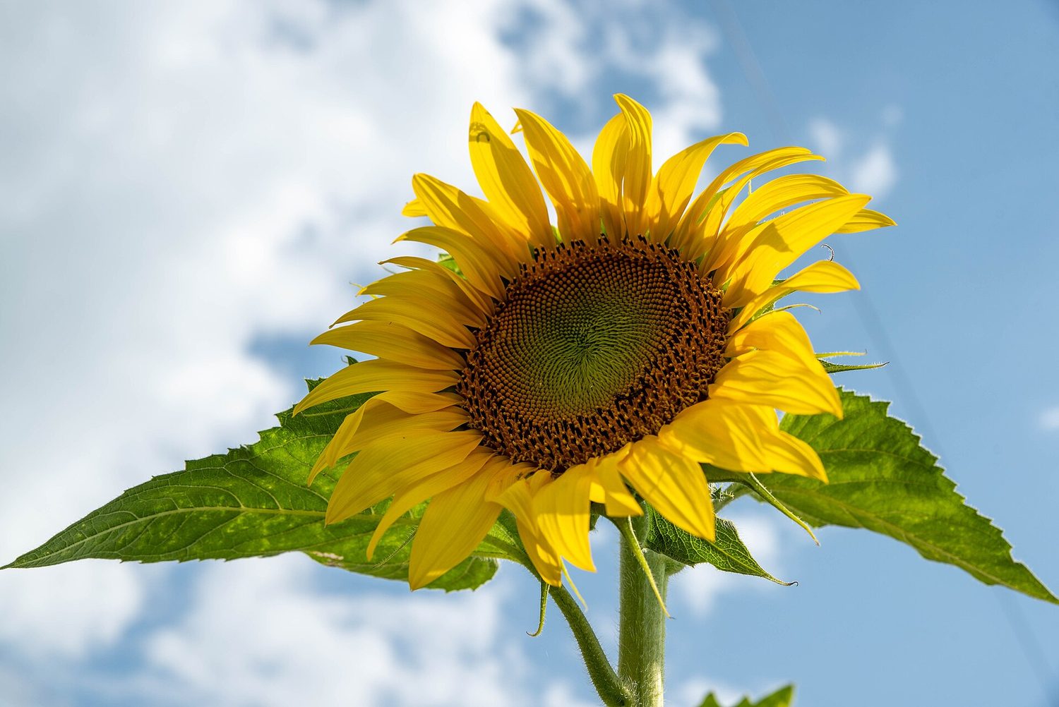 Sunflowers face the light: organisms detect and respond to environmental stimuli