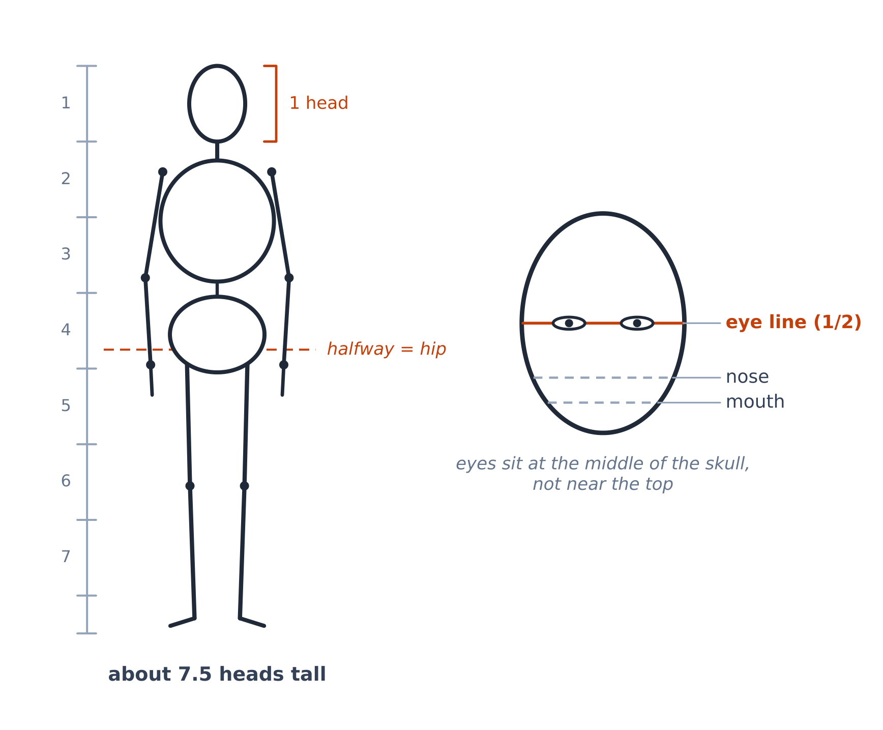 Figure and head proportions: about 7.5 heads tall, eyes halfway down the head