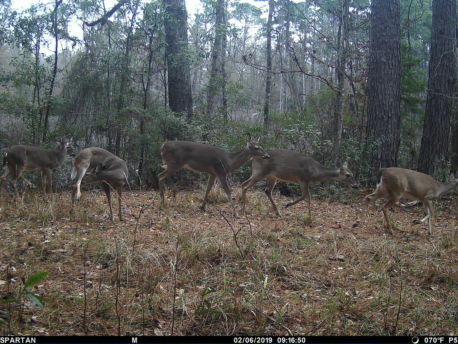 A deer herd: when a population approaches carrying capacity, resources limit further growth