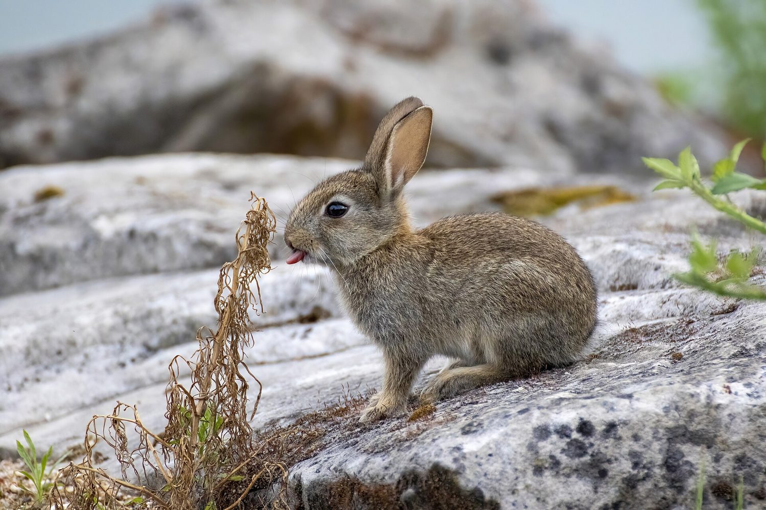 A young rabbit: r-selected species produce many offspring quickly with little parental investment