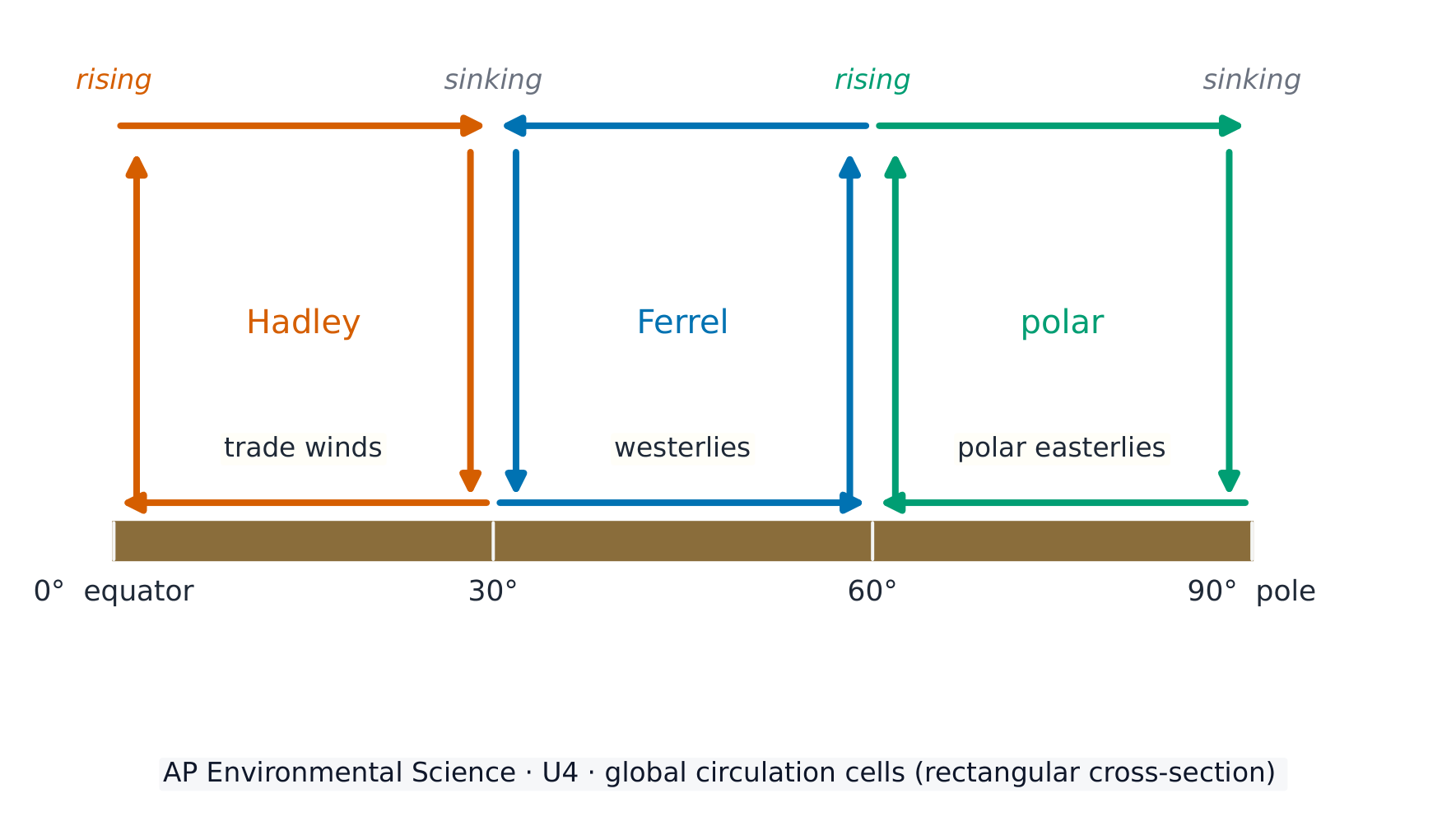 Hadley, Ferrel and polar cells drive the global wind belts