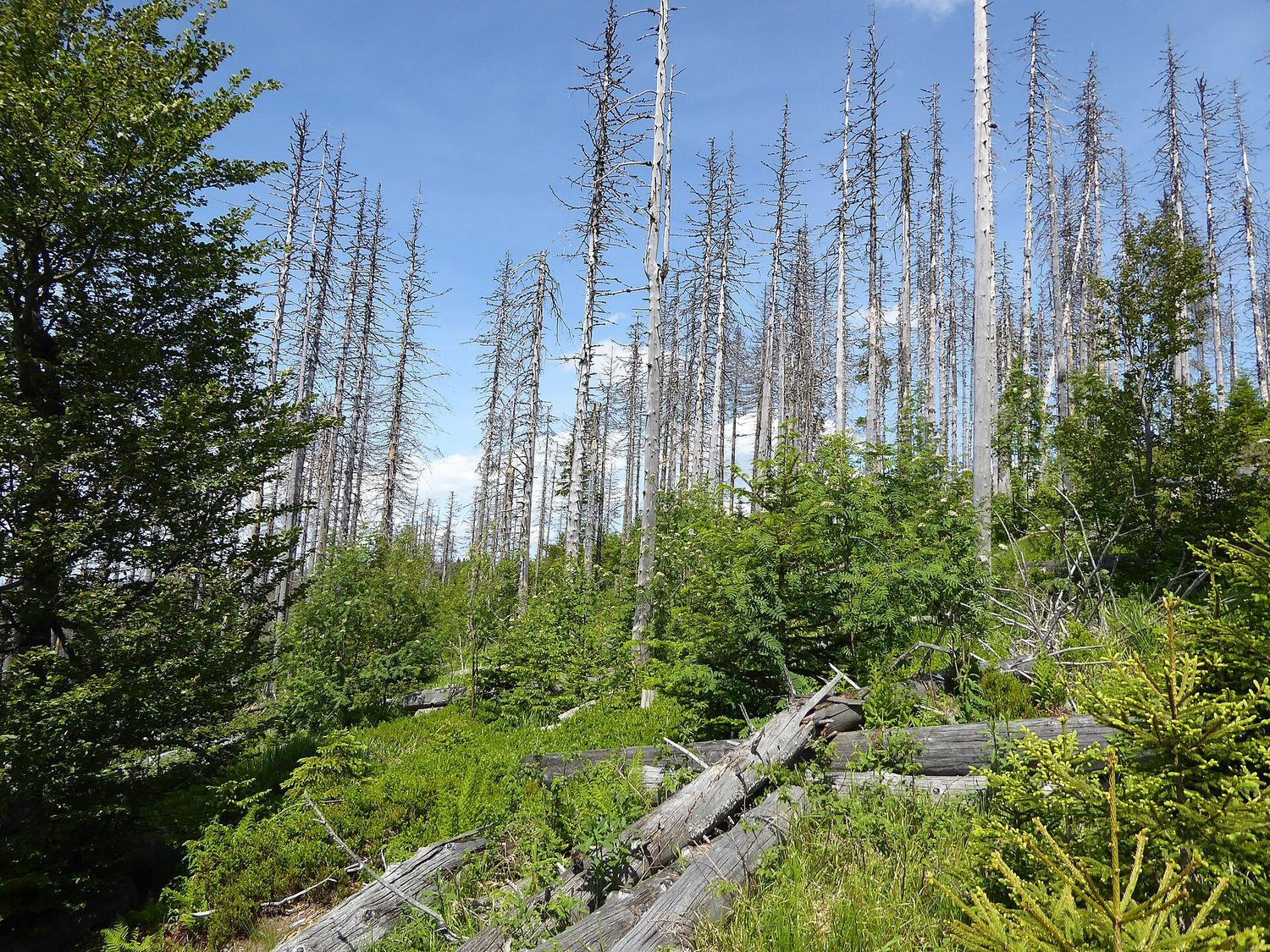 Forest dieback: acid deposition from SO2 and NOx can damage trees far downwind of the source