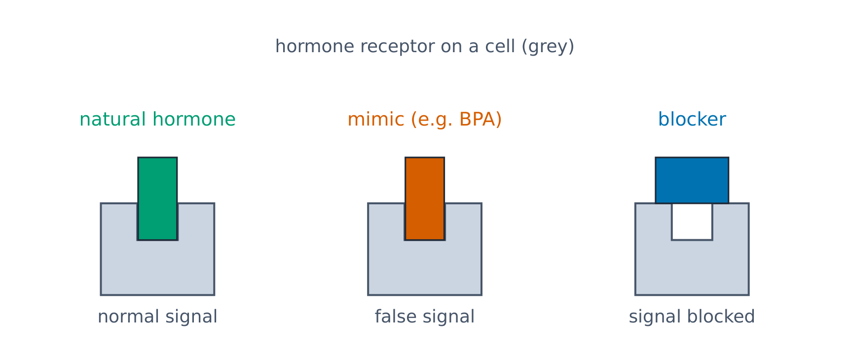 Endocrine disruptors mimic or block hormones at their receptors