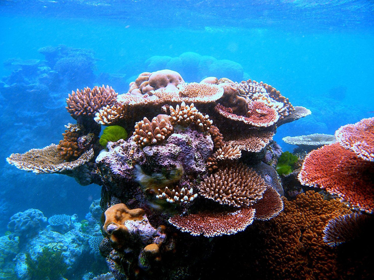A coral reef: habitat loss, warming and acidification put whole reef communities at risk of extinction