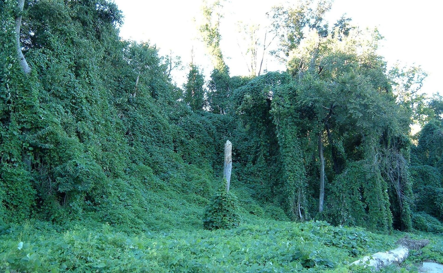 一片山坡上的树木完全被厚厚一层绿色的葛藤覆盖
