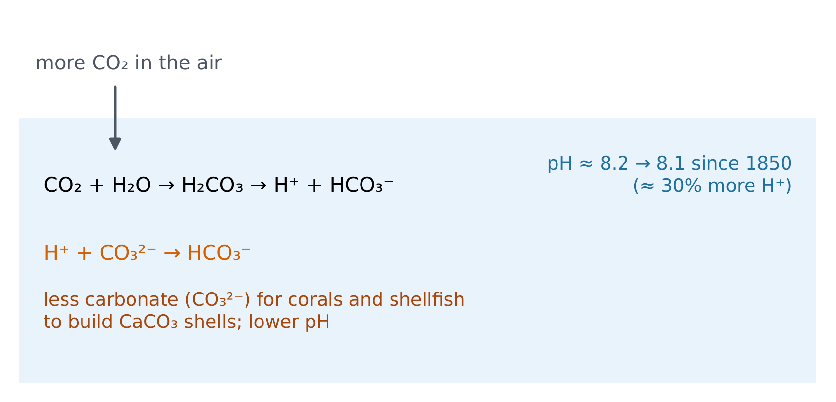 Dissolved CO₂ produces H⁺, leaving less carbonate for shells