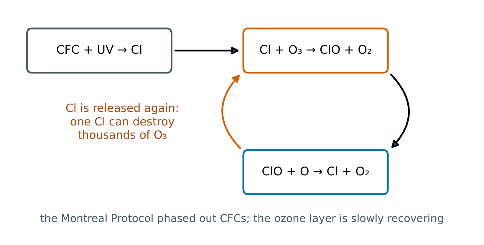 A chlorine atom from a CFC destroys ozone in a repeating cycle