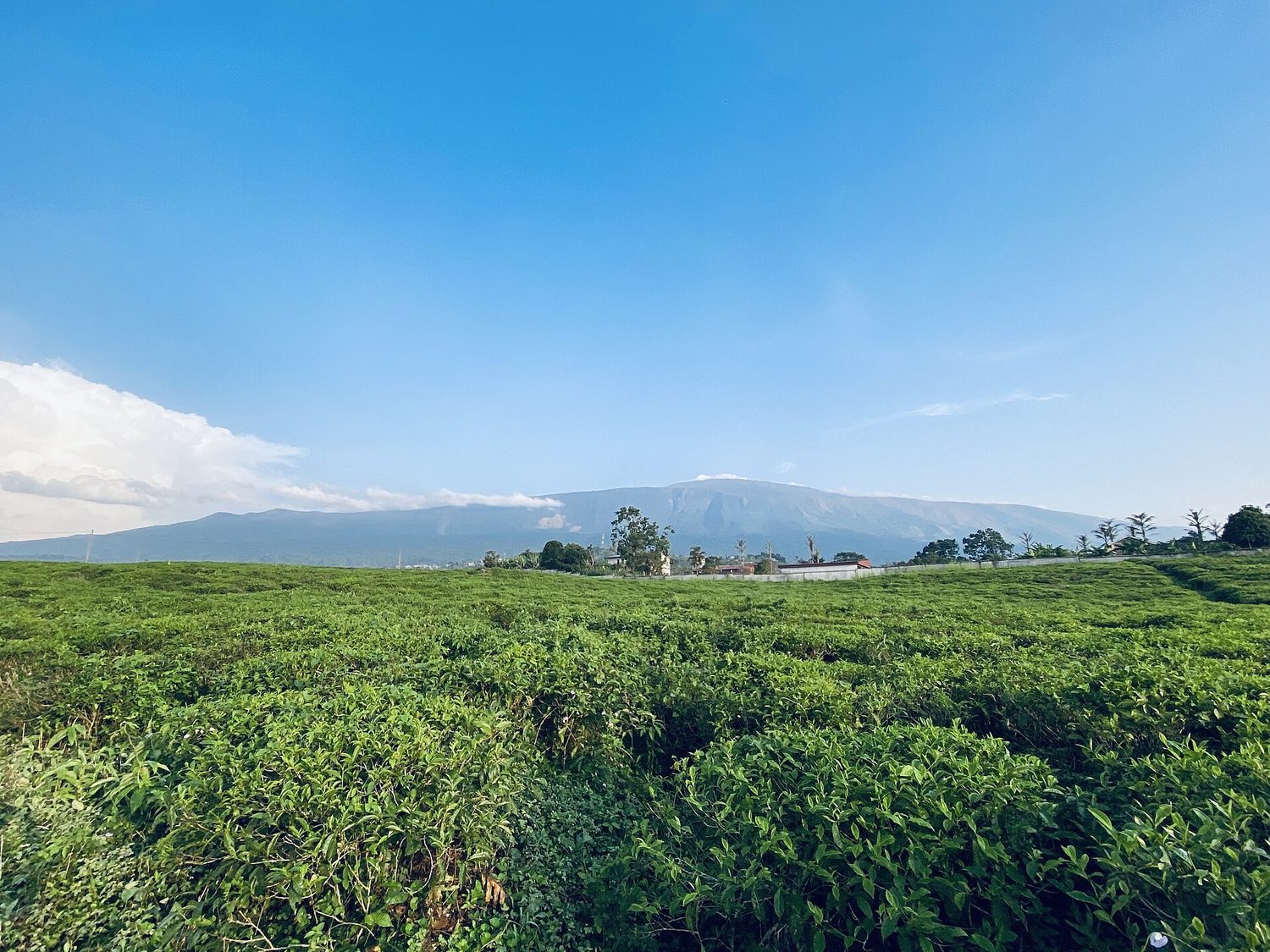 整齐平行的一排排低矮绿色茶树覆盖着一片山坡