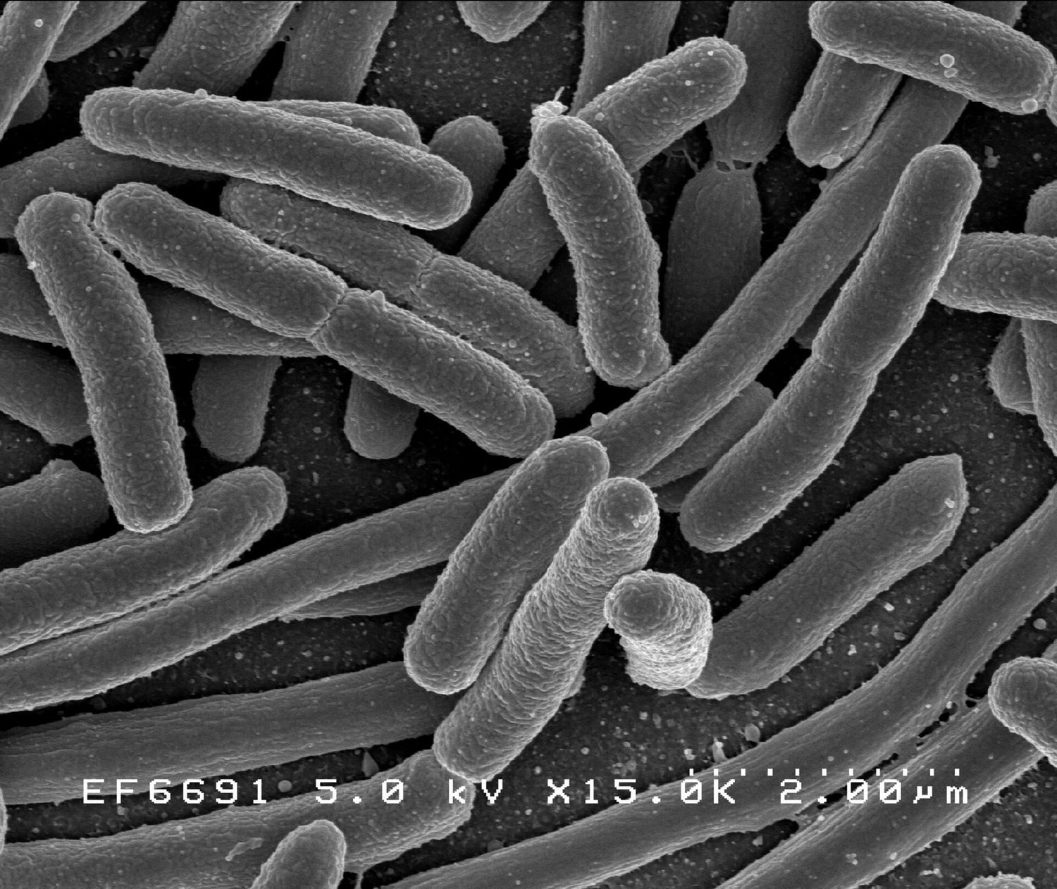 Bacteria under a microscope: exponential models describe populations that grow by a constant factor each time step
