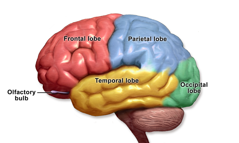 The four lobes of the cerebral cortex