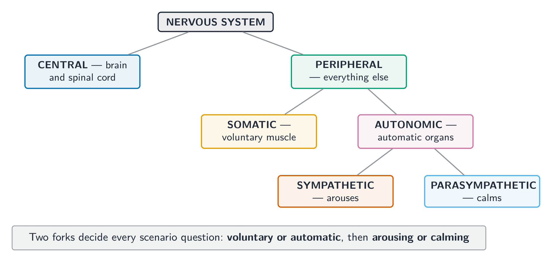Two forks decide every scenario question: voluntary or automatic, then arousing or calming