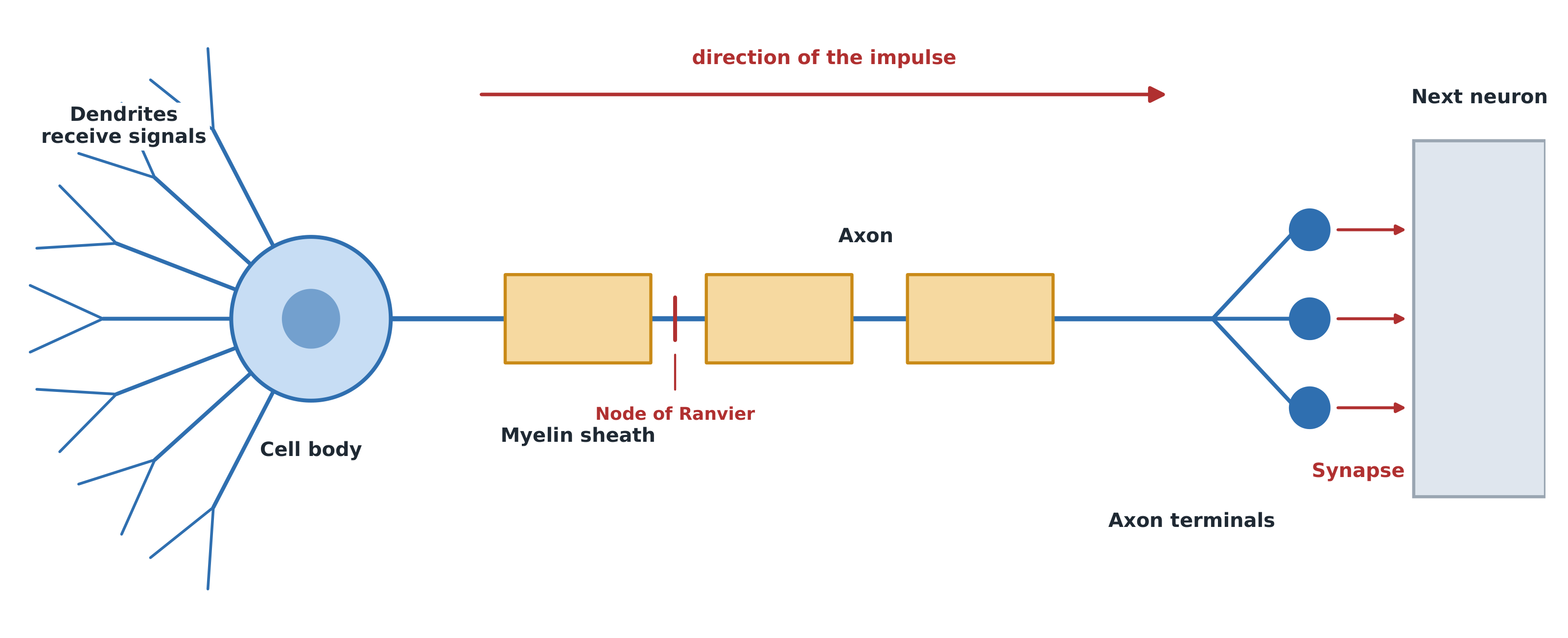 Labelled diagram of a neuron: dendrites receive signals, the cell body integrates them, and the axon carries the impulse to the terminals