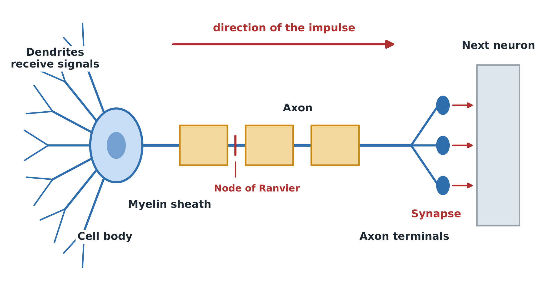 Labelled diagram of a neuron: dendrites receive signals, the cell body integrates them, and the axon carries the impulse to the terminals