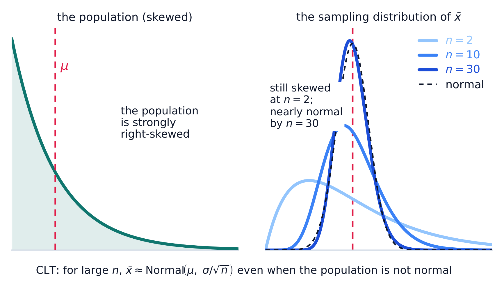 The sampling distribution of the mean narrows and becomes more normal as n grows