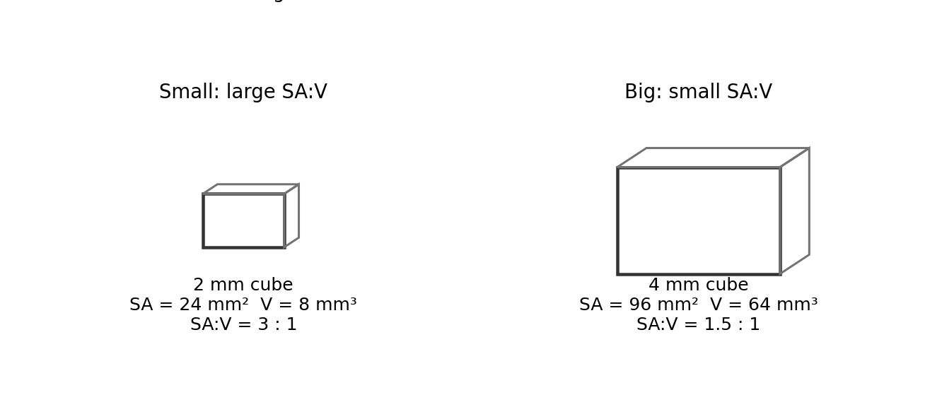 Two cubes showing how doubling the side halves the surface-area-to-volume ratio.