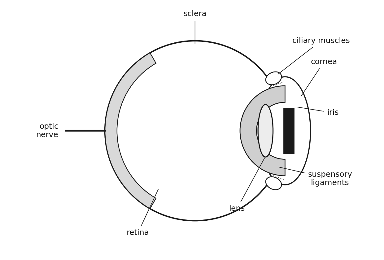 Vertical section of the eye: sclera, cornea, iris, lens, ciliary muscles, suspensory ligaments, retina and optic nerve.