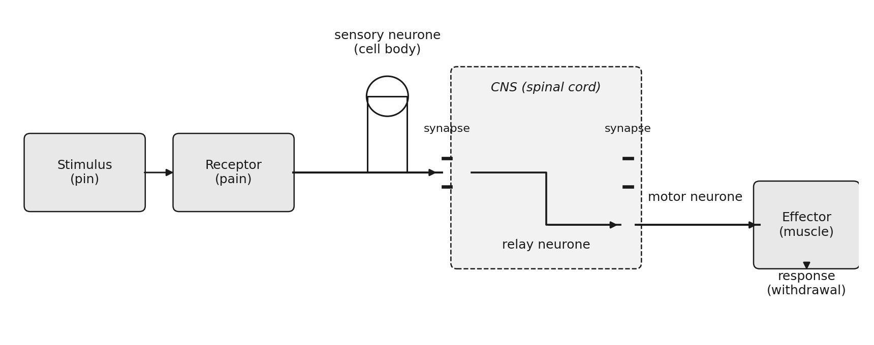The reflex arc: stimulus to receptor, sensory neurone with cell body, relay neurone in the CNS, motor neurone to the effector, with synapses between neurones.
