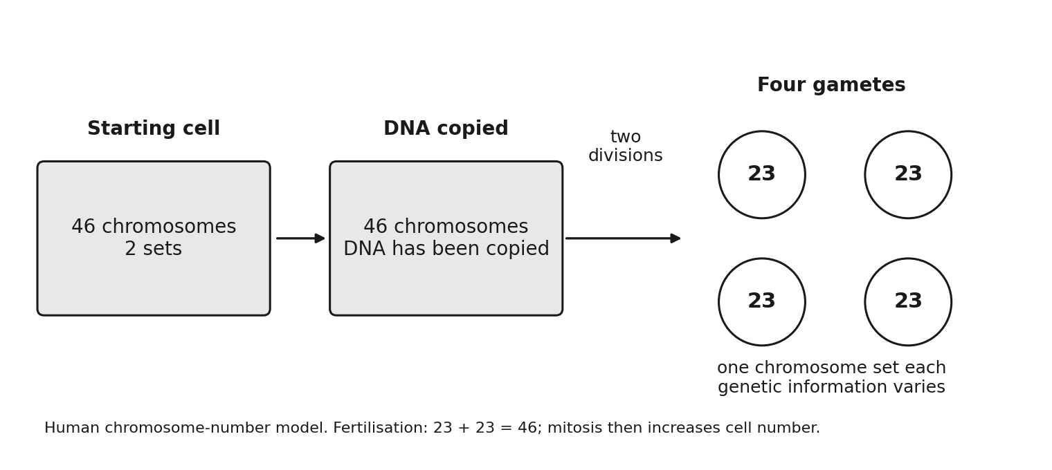 Meiosis: one parent cell's chromosomes are copied, then two divisions give four genetically different gametes, each with a single set of chromosomes.