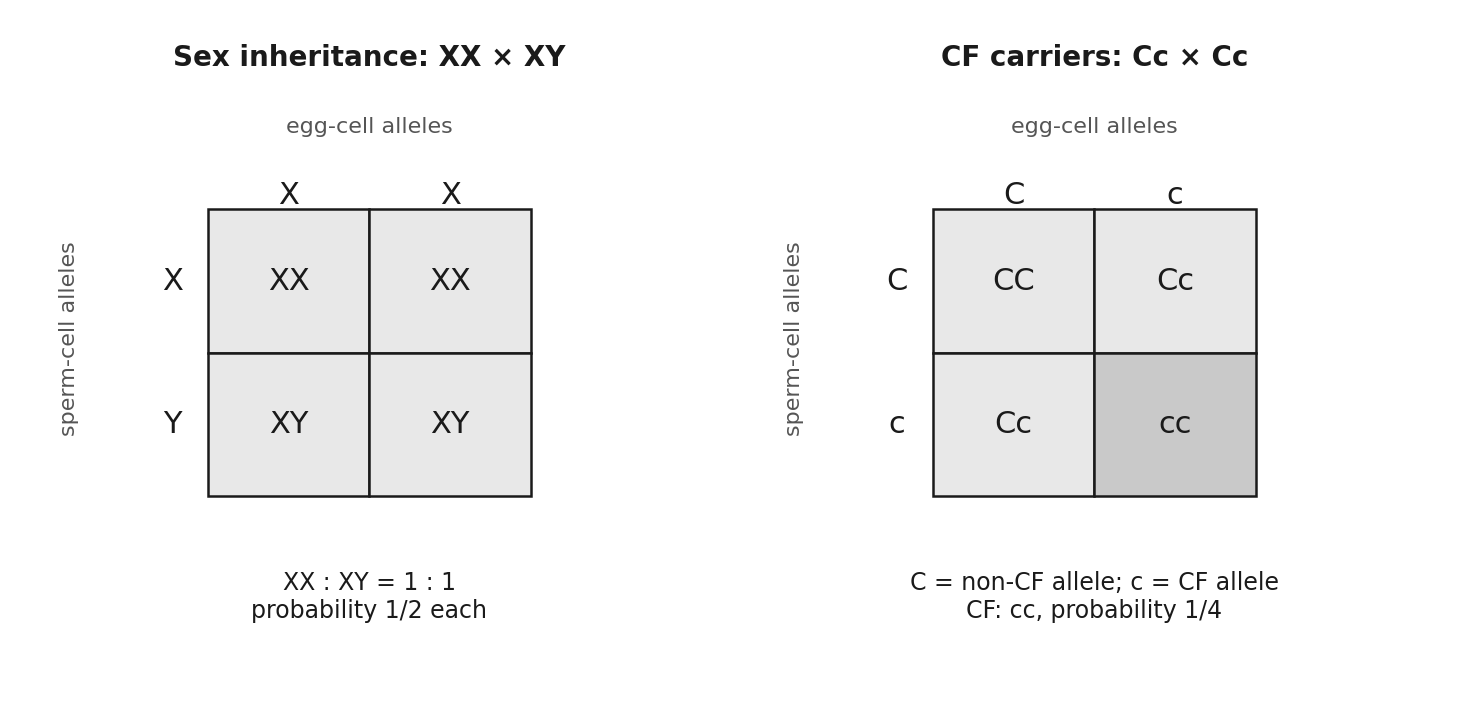 Left: the XX × XY sex cross giving a 1:1 ratio. Right: two cystic-fibrosis carriers (Cc × Cc), with a 1/4 probability of cc.