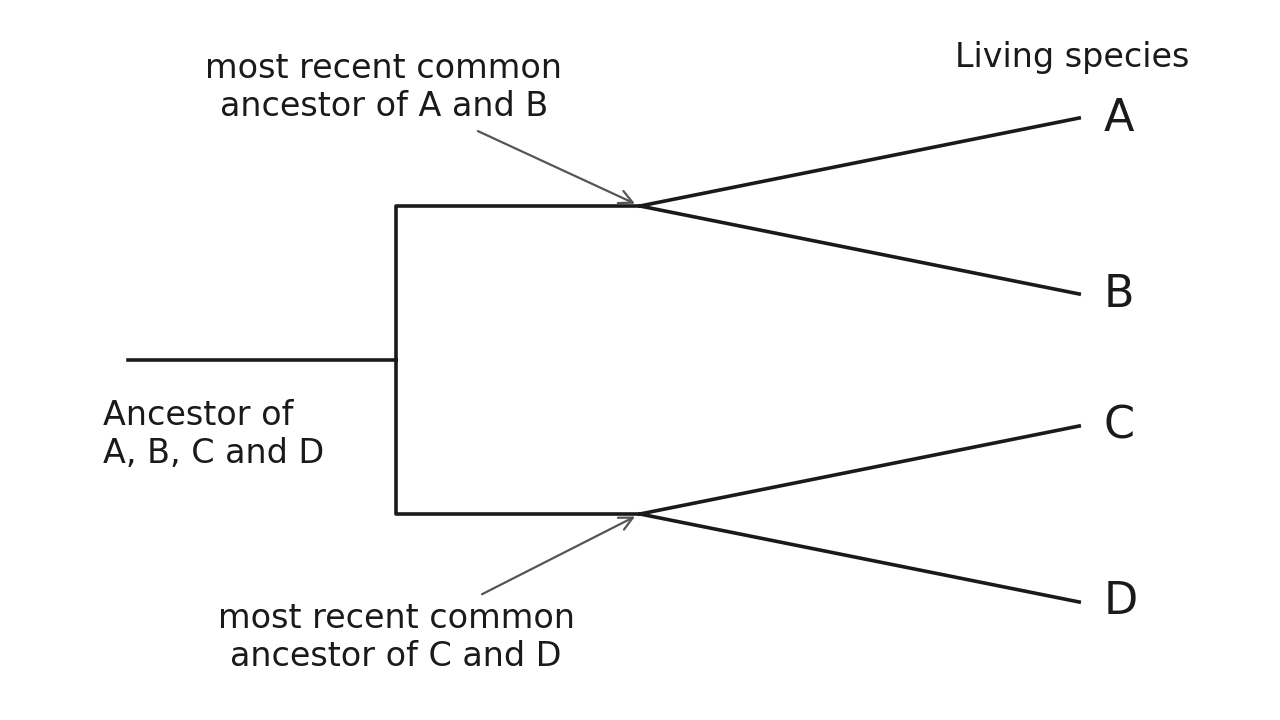 An evolutionary tree: branches from a common ancestor; identify the first shared fork when tracing two tips back to their most recent common ancestor; drawn lengths here are not a time scale.