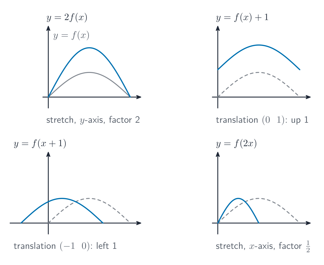 One base curve y = f(x) shown with each single transformation: y = 2f(x), y = f(x) + 1, y = f(x + 1) and y = f(2x).