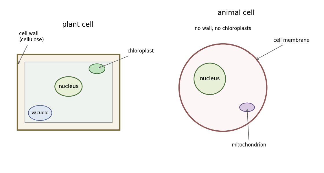 A plant cell with cellulose wall, chloroplasts and vacuole beside an animal cell with neither.