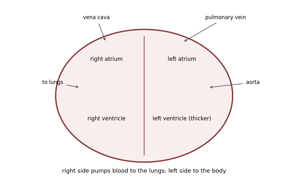 The four chambers of the heart with the vessels to and from lungs and body; the left ventricle has the thickest wall.