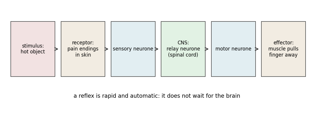 The reflex arc from stimulus to effector, through sensory neurone, relay neurone in the CNS and motor neurone.
