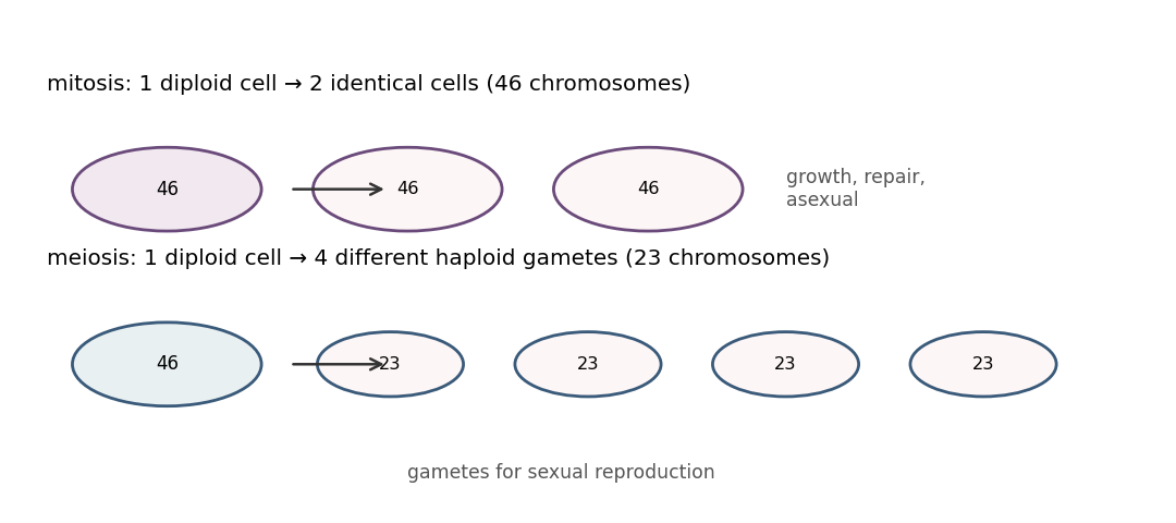 Mitosis gives two identical diploid cells; meiosis gives four different haploid gametes.